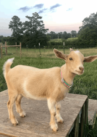 goat-farm-herd