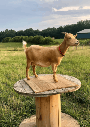 goat-farm-soaps-handmade