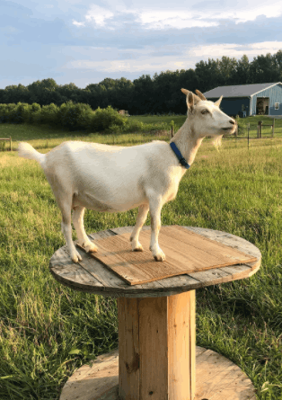 goats-for-sale-herd