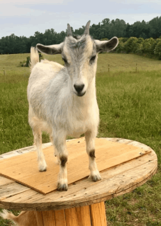 goats-for-sale-herd